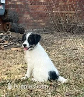 Ollie – Bordoodle puppy for sale in Loveland, CO