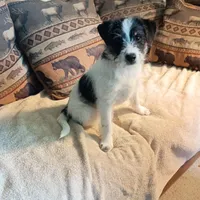 Ollie, a male Bordoodle for sale in Loveland, CO – 4 of 8