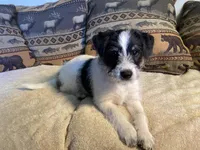 Ollie, a male Bordoodle for sale in Loveland, CO – 5 of 8