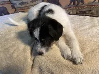 Ollie, a male Bordoodle for sale in Loveland, CO – 6 of 8