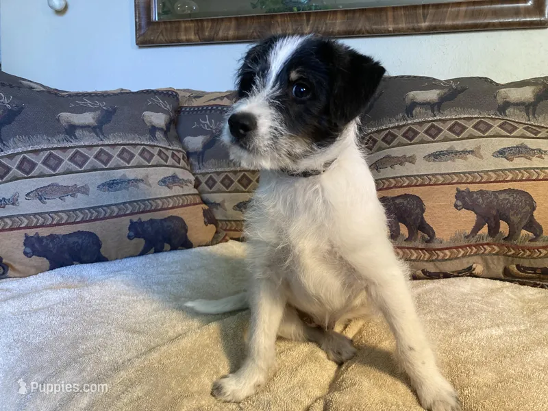 Ollie – Bordoodle puppy for sale in Loveland, CO