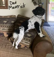 Ollie, a male Bordoodle for sale in Loveland, CO – Photo 5 of 5