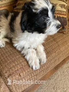 Cloe – Miniature Aussiedoodle puppy for sale in Loveland, CO