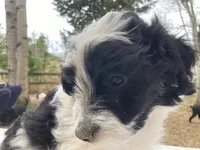 Cloe, a female Miniature Aussiedoodle for sale in Loveland, CO – Photo 1 of 3
