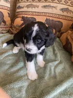 Lacey, a female Miniature Aussiedoodle for sale in Loveland, CO – 6 of 6