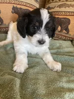 Poppy, a female Miniature Aussiedoodle for sale in Loveland, CO – 1 of 5