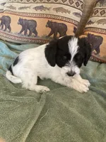 Poppy, a female Miniature Aussiedoodle for sale in Loveland, CO – 2 of 5