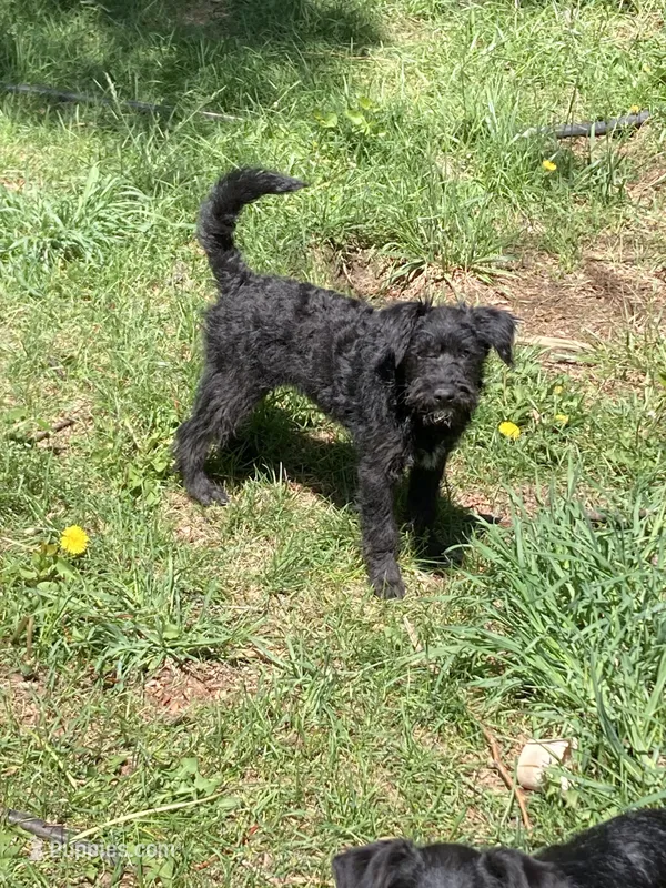 Sadie – Bordoodle puppy for sale in Loveland, CO