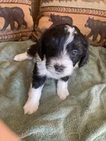Lacey, a female Miniature Aussiedoodle for sale in Loveland, CO – 1 of 6