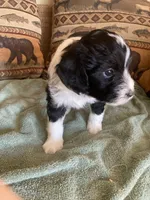 Lacey, a female Miniature Aussiedoodle for sale in Loveland, CO – 4 of 6