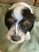 Rosie, a female Miniature Aussiedoodle for sale in Loveland, CO – 2 of 5