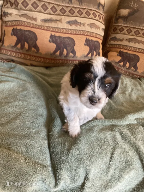 Rosie – Miniature Aussiedoodle puppy for sale in Loveland, CO
