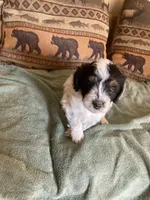 Rosie, a female Miniature Aussiedoodle for sale in Loveland, CO – 1 of 5