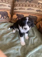 Lacey, a female Miniature Aussiedoodle for sale in Loveland, CO – 5 of 6
