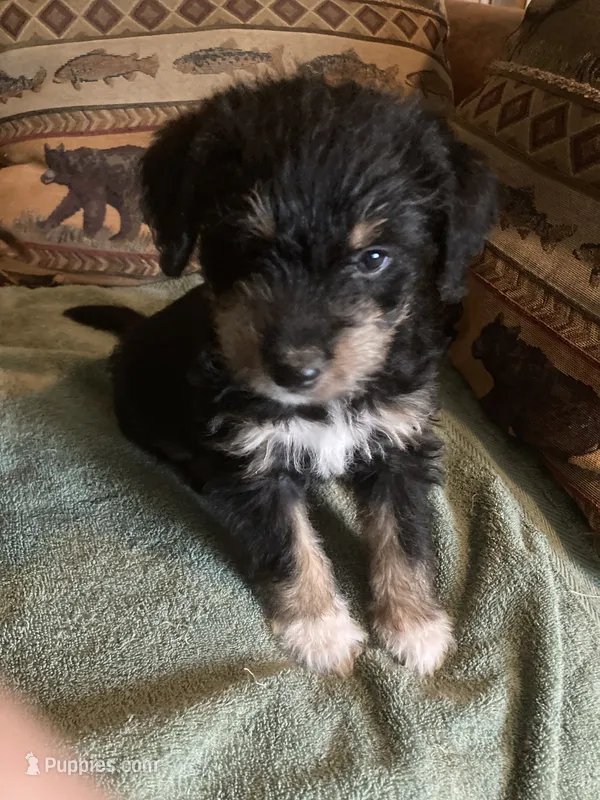 Griz – Bordoodle puppy for sale in Loveland, CO