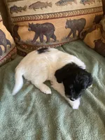 Fynn, a male Miniature Aussiedoodle for sale in Loveland, CO – 3 of 5