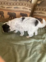 Rosie, a female Miniature Aussiedoodle for sale in Loveland, CO – 4 of 5