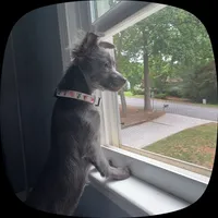 Skippy , a female Chihuahua for sale in Hampton, GA – 4 of 5