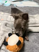 Skippy , a female Chihuahua for sale in Hampton, GA – 5 of 5
