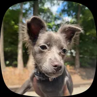 Skippy , a female Chihuahua for sale in Hampton, GA – 3 of 5