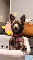 Skippy , a female Chihuahua for sale in Hampton, GA – 1 of 5