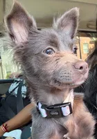 Skippy , a female Chihuahua for sale in Hampton, GA – 2 of 5