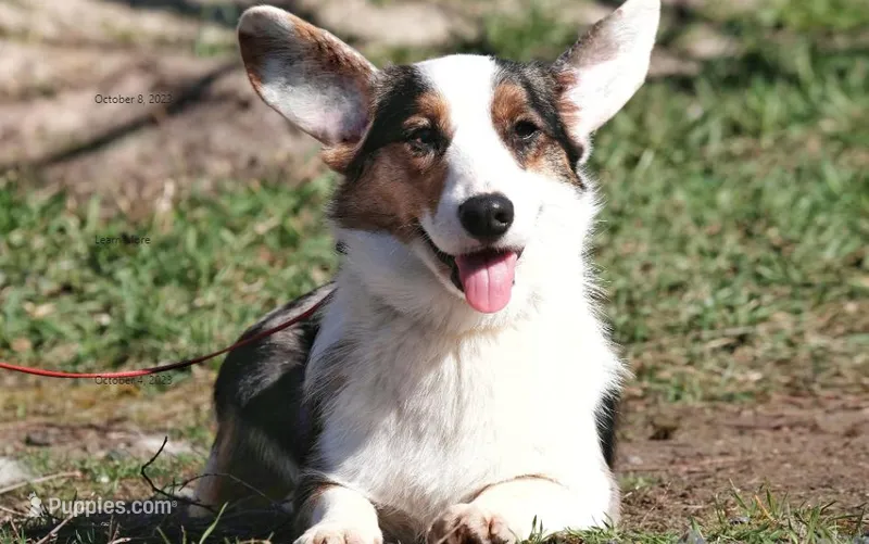 merle girl – Cardigan Welsh Corgi puppy for sale in Las Vegas, NV