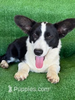 Boy – Cardigan Welsh Corgi puppy for sale in Las Vegas, NV
