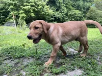 Fudge (AKC), a male Labrador Retriever for sale in Travelers Rest, SC – 2 of 2