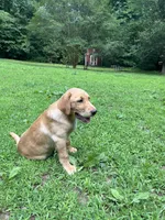 Fudge (AKC), a male Labrador Retriever for sale in Travelers Rest, SC – 1 of 2