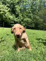 Goldilocks (AKC), a female Labrador Retriever for sale in Travelers Rest, SC – 1 of 2