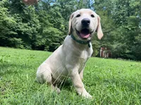 Rolf (AKC), a male Labrador Retriever for sale in Travelers Rest, SC – 1 of 1