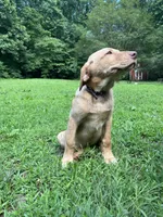 Goldilocks (AKC), a female Labrador Retriever for sale in Travelers Rest, SC – 2 of 2
