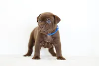Blue Collard , a female American Bully for sale in Palmdale, CA – 4 of 5