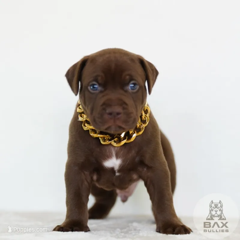 Moose  – American Bully puppy for sale in Palmdale, CA