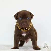 Moose , a male American Bully for sale in Palmdale, CA – 1 of 1