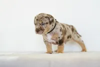 Atticus, a male American Bully for sale in Palmdale, CA – 4 of 5