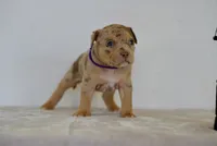 Violet , a female American Bully for sale in Palmdale, CA – 5 of 5