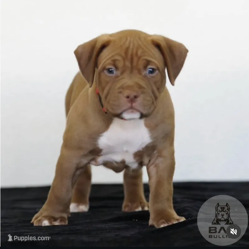 Suki – American Bully puppy for sale in Palmdale, CA