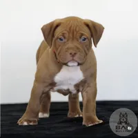 Suki, a female American Bully for sale in Palmdale, CA – 1 of 1