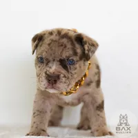 Grey, a male American Bully for sale in Palmdale, CA – 1 of 1
