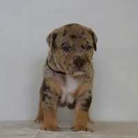 Atticus, a male American Bully for sale in Palmdale, CA – 2 of 5