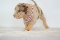 Violet , a female American Bully for sale in Palmdale, CA – 4 of 5