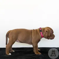 Rose, a female American Bully for sale in Palmdale, CA – 3 of 3