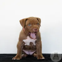 Rose, a female American Bully for sale in Palmdale, CA – 2 of 3