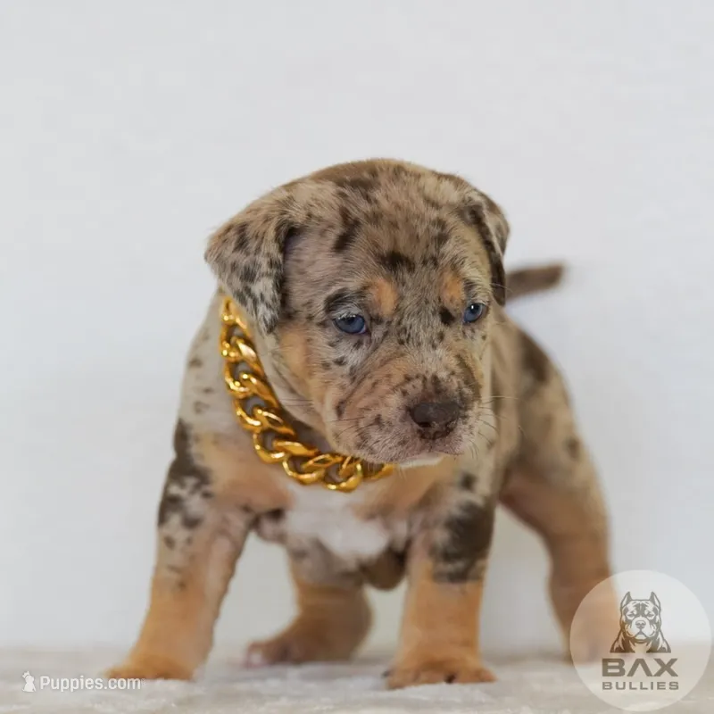 Atticus – American Bully puppy for sale in Palmdale, CA