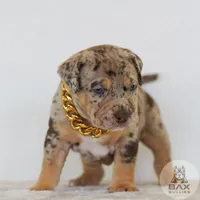Atticus, a male American Bully for sale in Palmdale, CA – 1 of 5