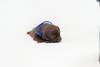 Blue Collard , a female American Bully for sale in Palmdale, CA – 5 of 5