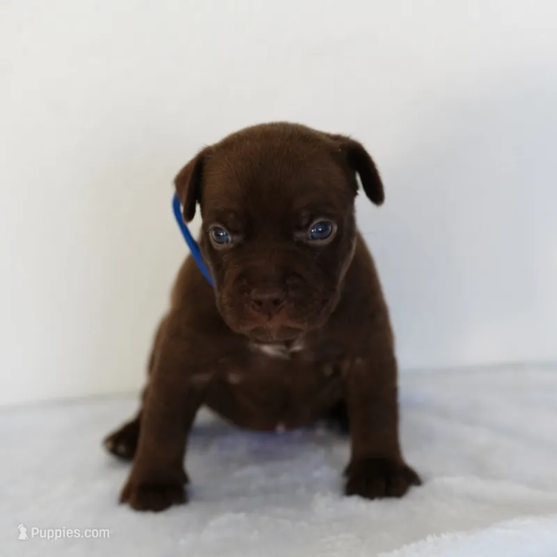 Blue Collard  – American Bully puppy for sale in Palmdale, CA