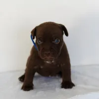 Blue Collard , a female American Bully for sale in Palmdale, CA – 1 of 5